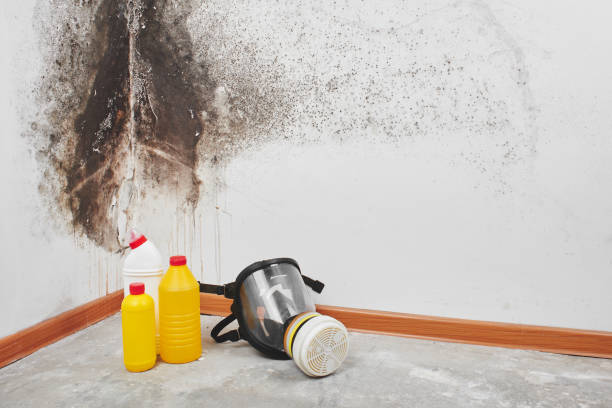 Best Mold Removal Process  in Pitcairn, PA