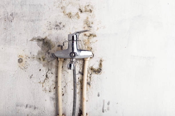 Best Local Mold Removal Service  in Pitcairn, PA