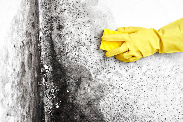 Best Emergency Mold Removal  in Pitcairn, PA