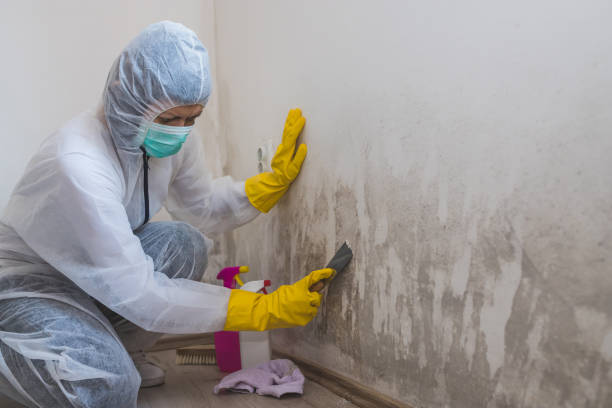 Best Attic Mold Removal  in Pitcairn, PA