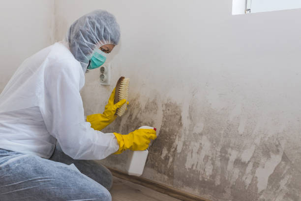 Mold Removal Process in Pitcairn, PA