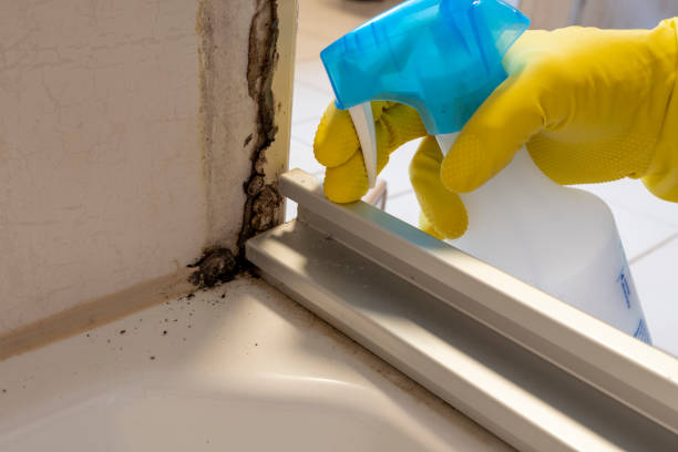 Best Affordable Mold Removal  in Pitcairn, PA