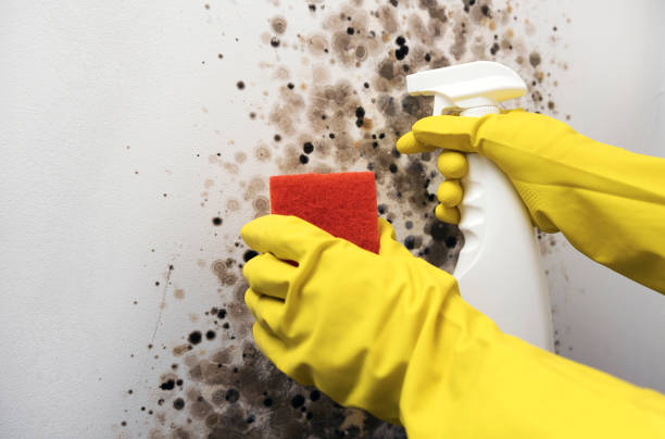 Best Mold Damage Repair  in Pitcairn, PA