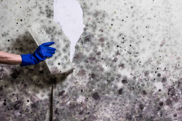 Best Mold Removal Company Near Me  in Pitcairn, PA